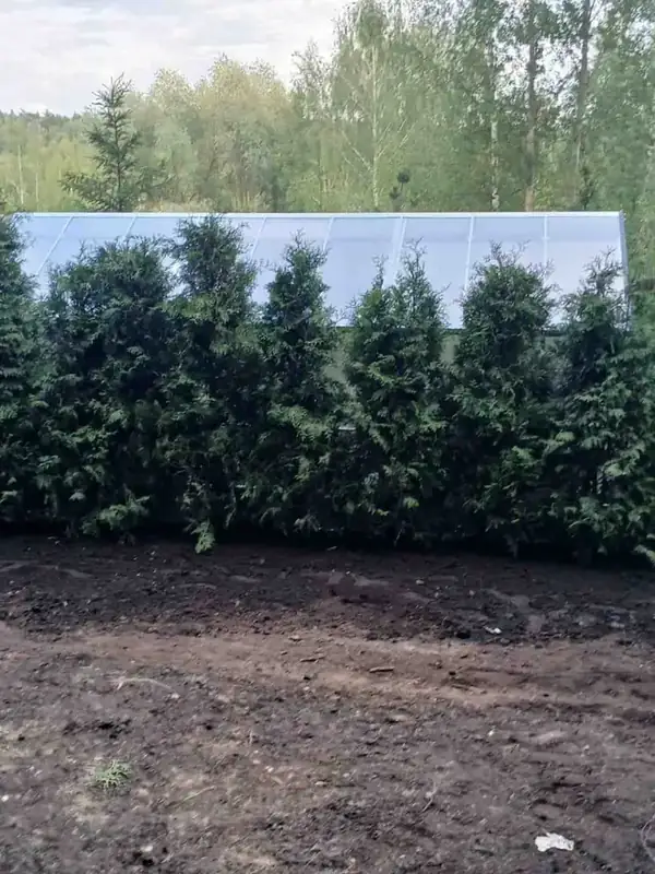 Изгородь из туй Брабант после посадки