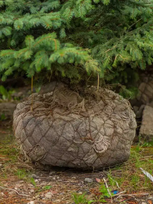 Ком голубой ели