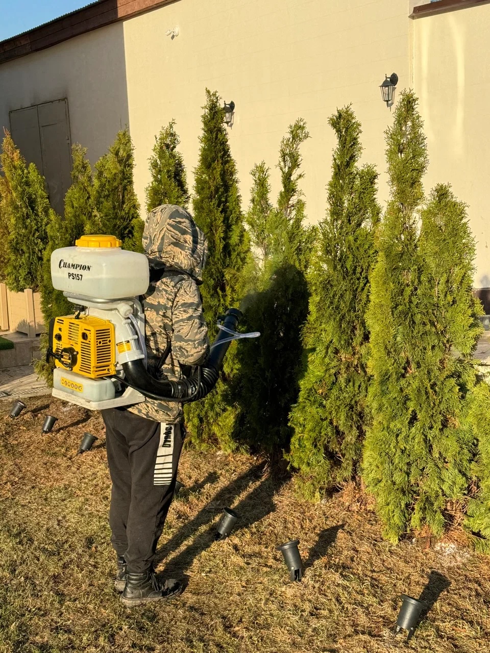 Живая изгородь из 200 туй и Брабанты по 8 метров — Московская область, Барвиха, фото 7