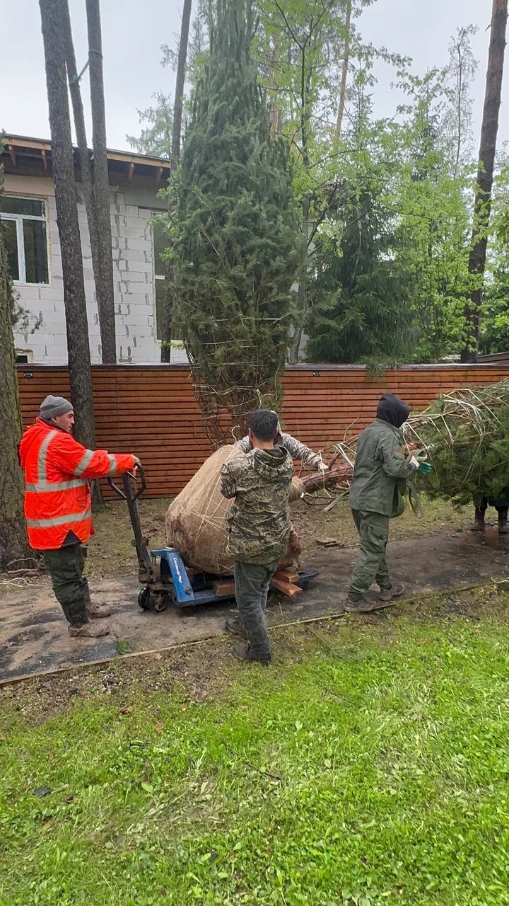 Три сосны высотой 9 метров — Москва, Южное Бутово, фото 3