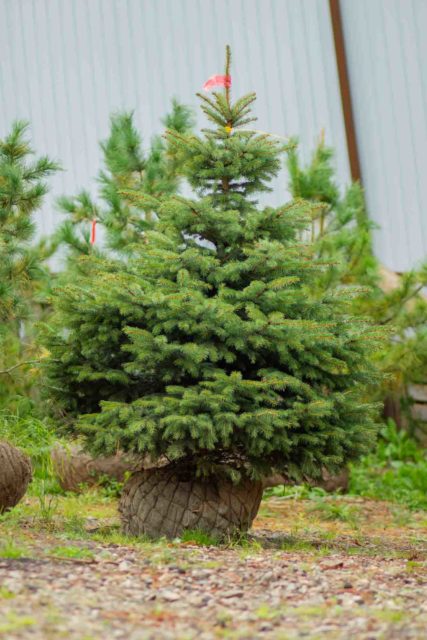 Ель голубая Глаука