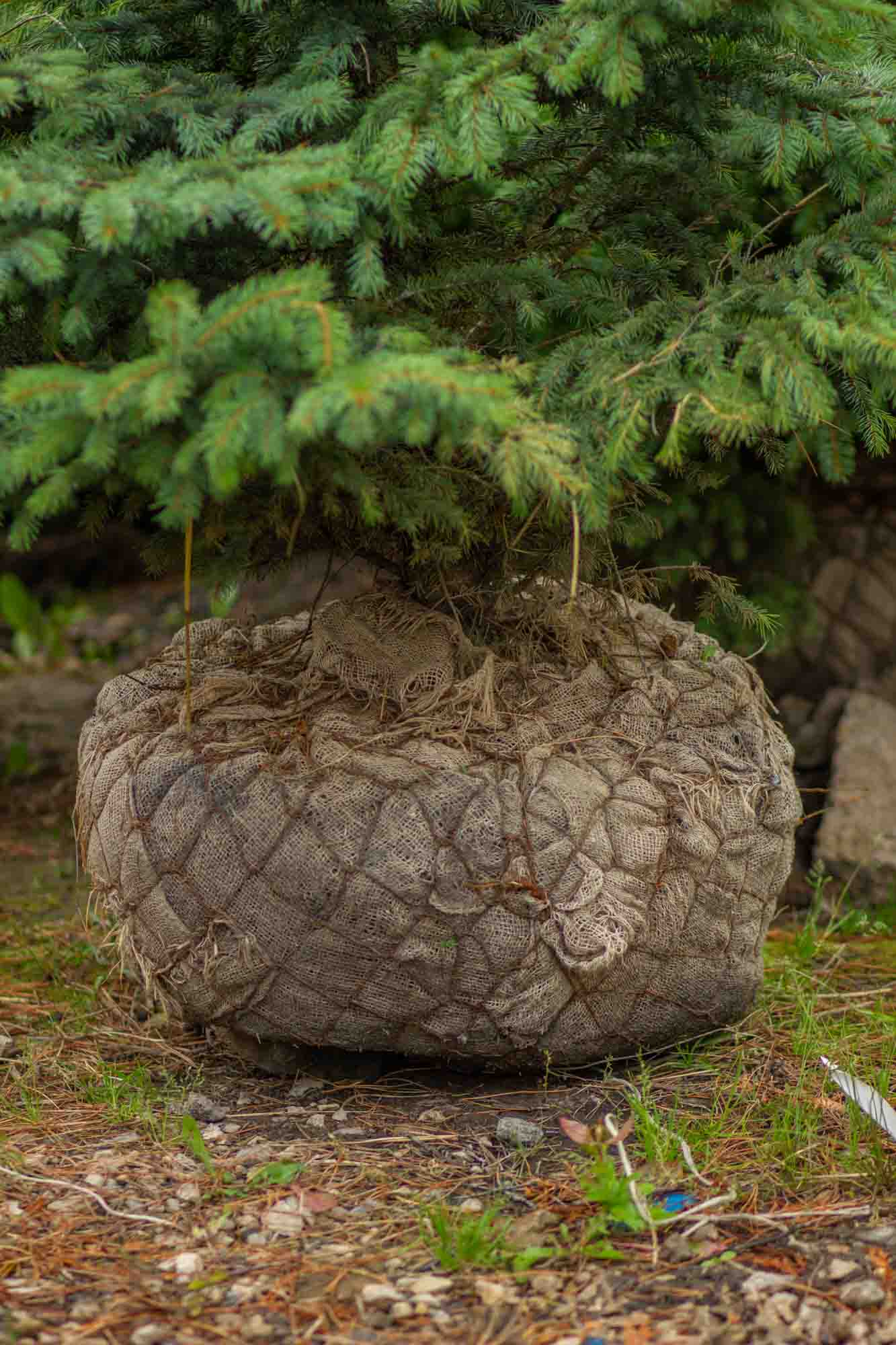 Ель голубая Глаука