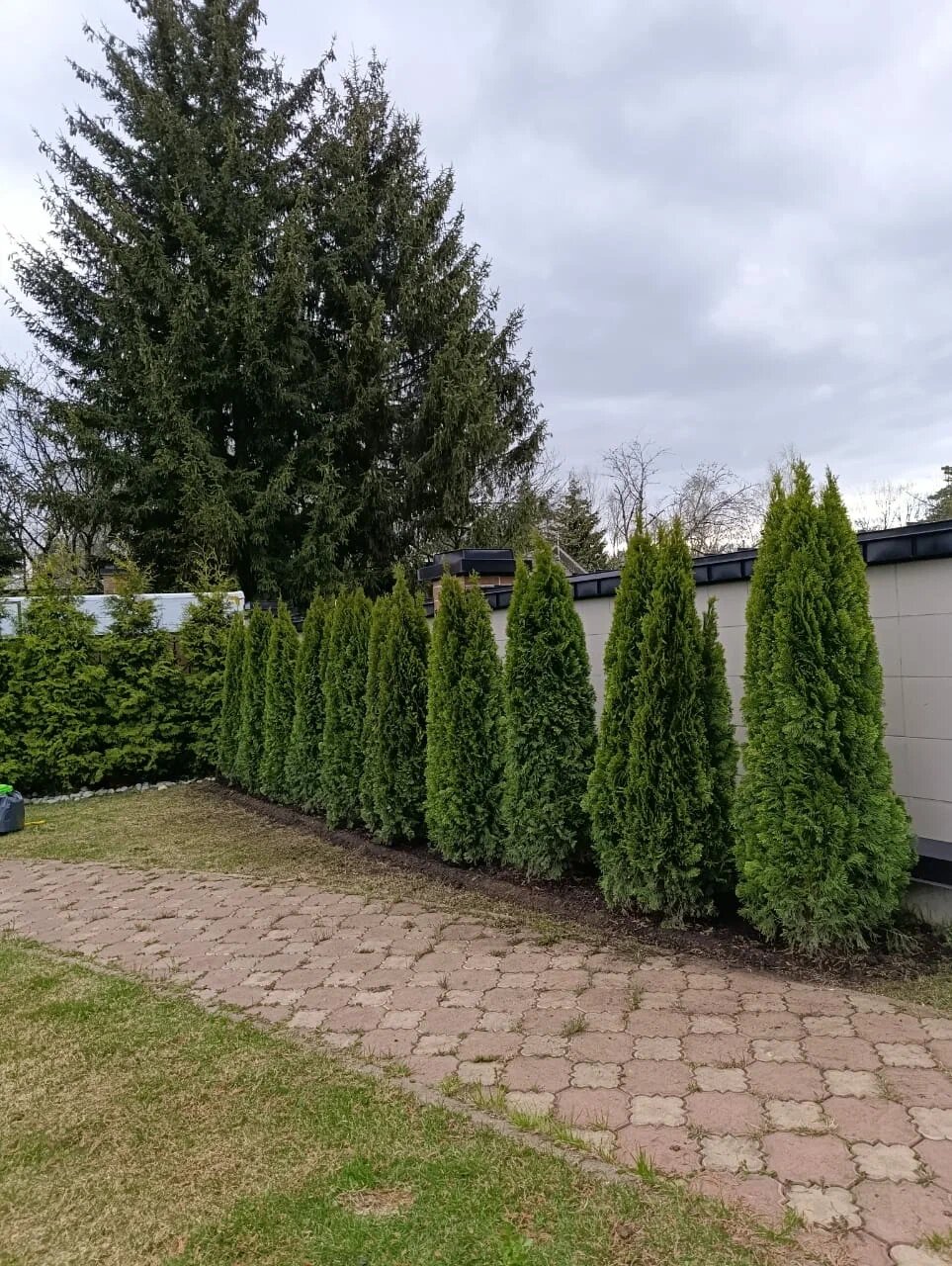 Изгородь из 50 туй вдоль забора — Одинцовский район, д. Семенково, фото 6