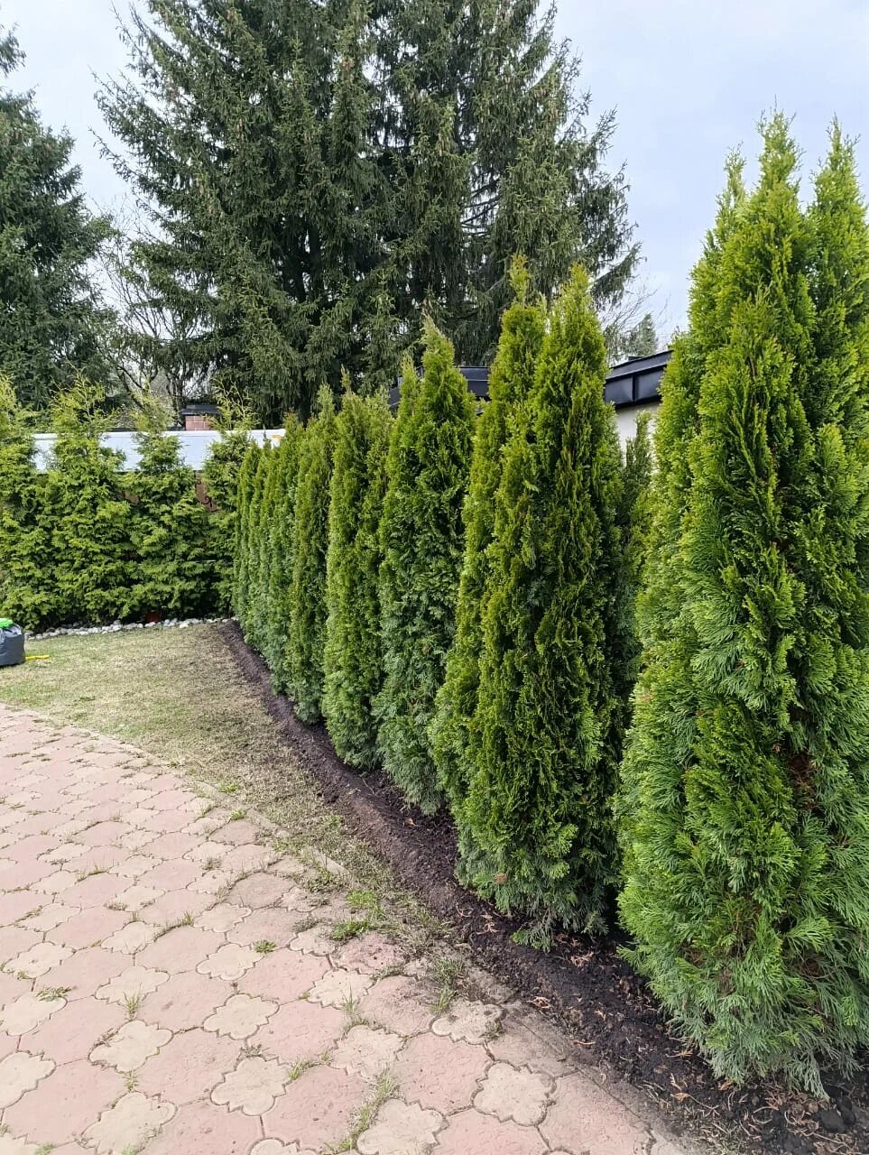 Изгородь из 50 туй вдоль забора — Одинцовский район, д. Семенково, фото 7