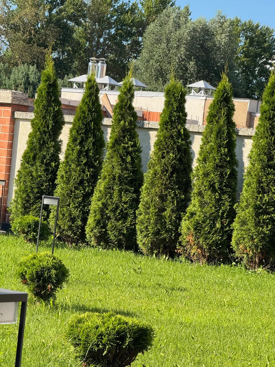 Живая изгородь из колонновидных туй высотой около трех метров