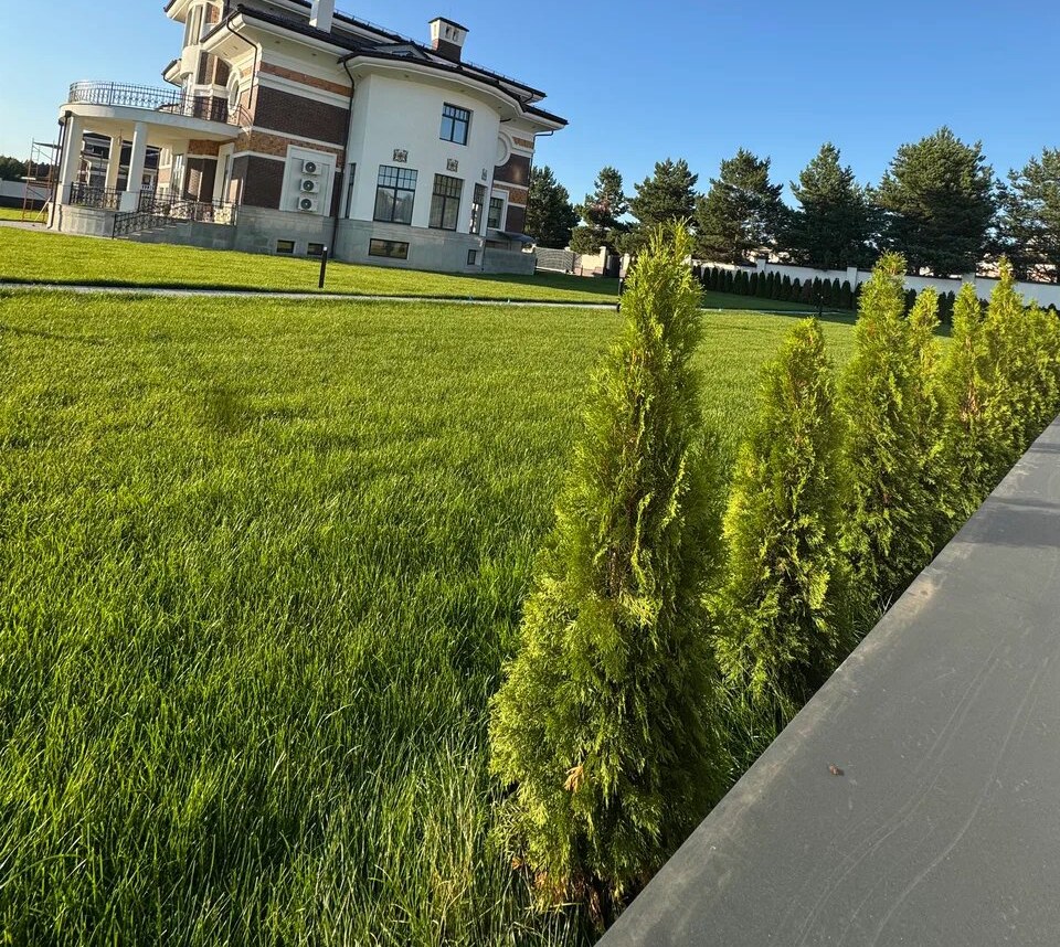 3 000 м² газона, автополив и около 300 туй — Одинцовский район, д. Семенково, фото 8