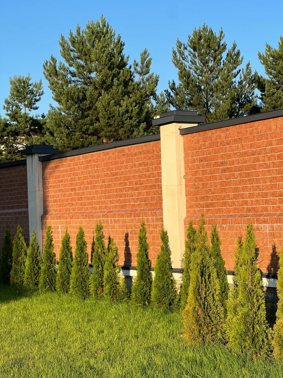 Газон 3 000 м² с автополивом и изгородь из туй — Одинцовский район, д. Семенково, фото 5