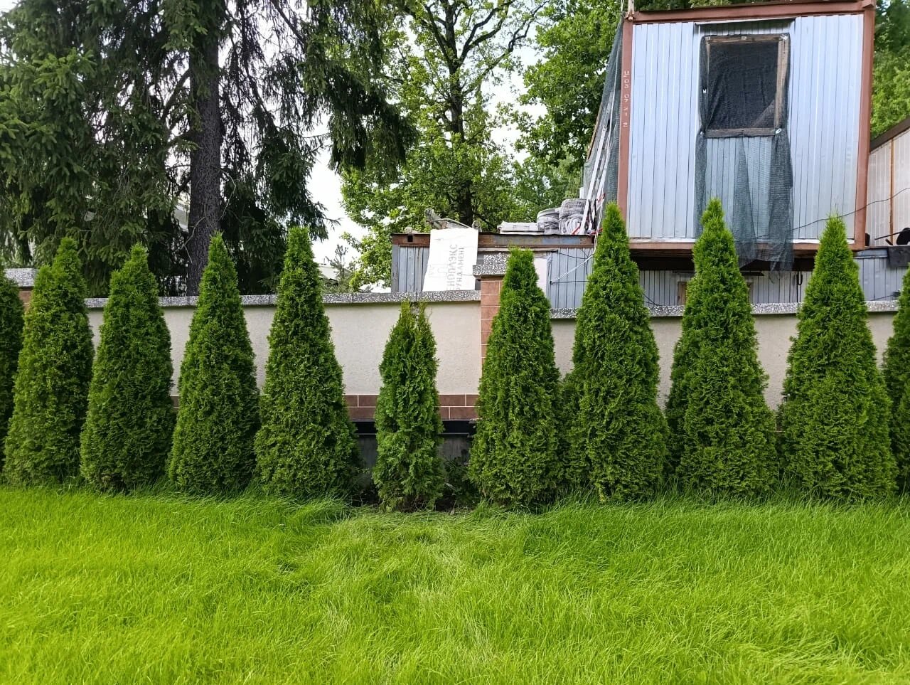 Восстановили живую изгородь: 70 туй по 2 метра — Одинцовский район, д. Семенково, фото 4