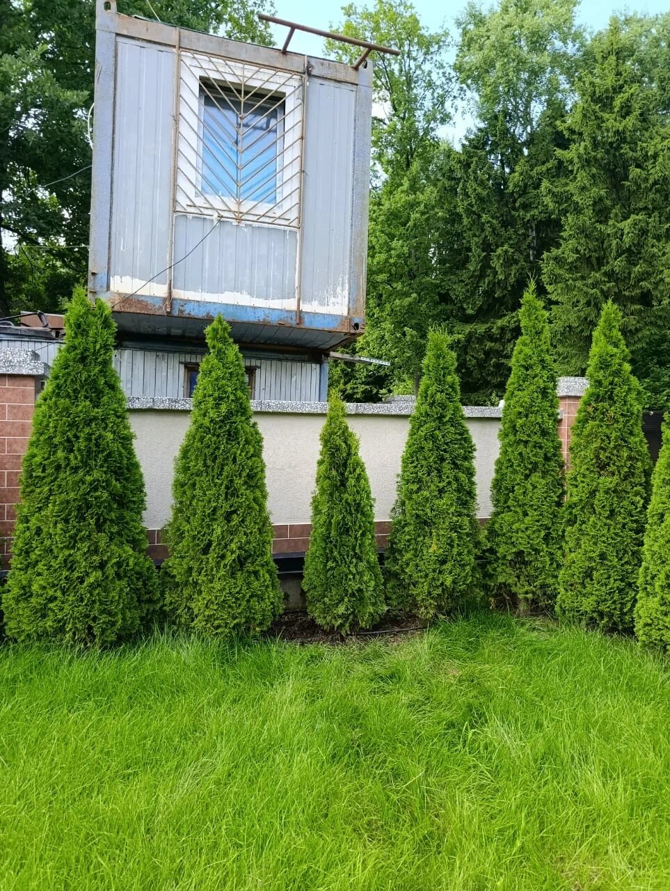 Восстановили живую изгородь: 70 туй по 2 метра — Одинцовский район, д. Семенково, фото 5