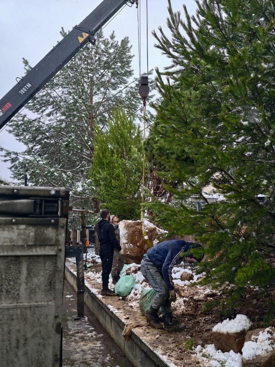 Доставка крупномера: манипулятор опускает дерево с комом на участок