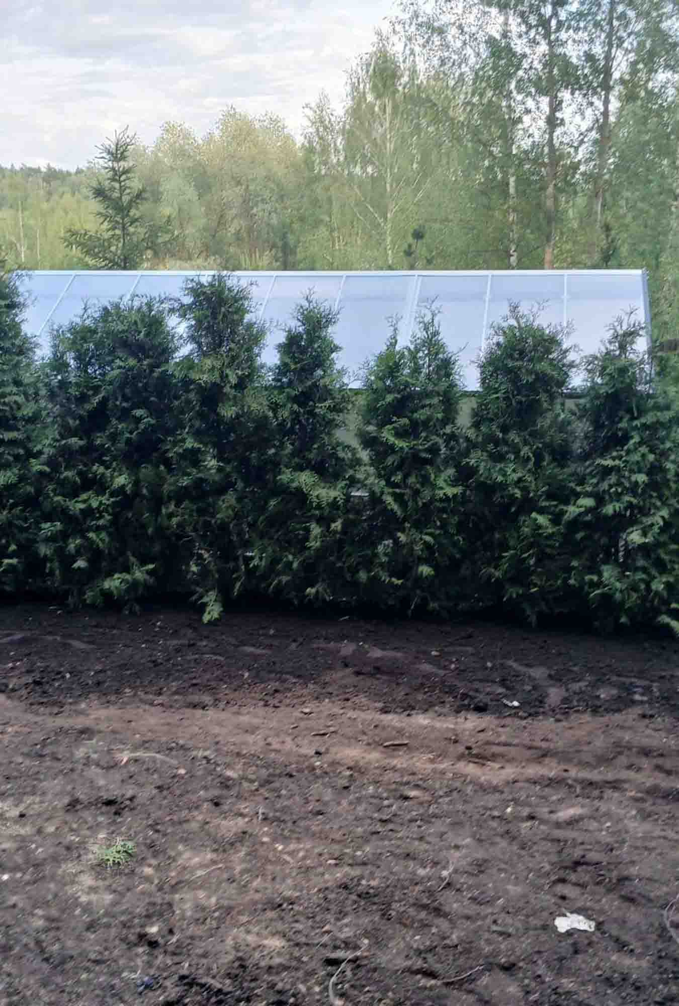 Туя западная Брабант Экстра