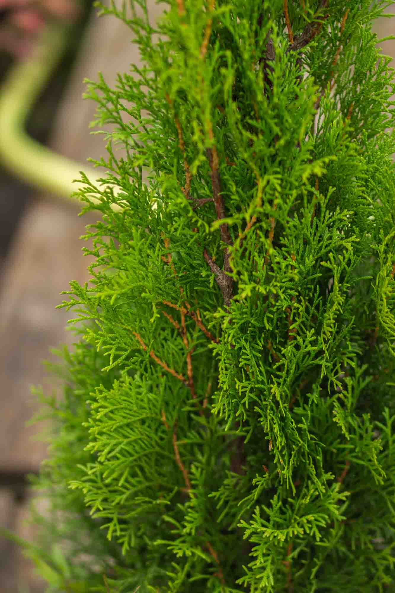 Туя западная Смарагд Экстра