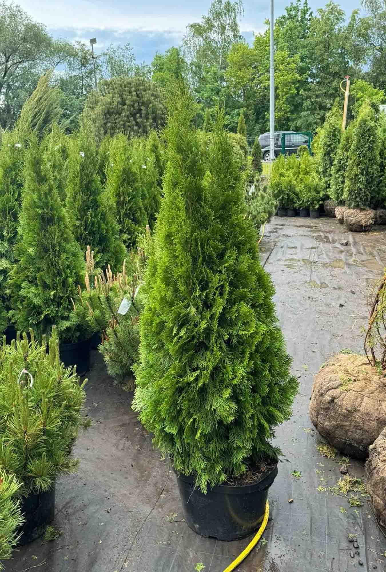 Туя западная Смарагд Экстра