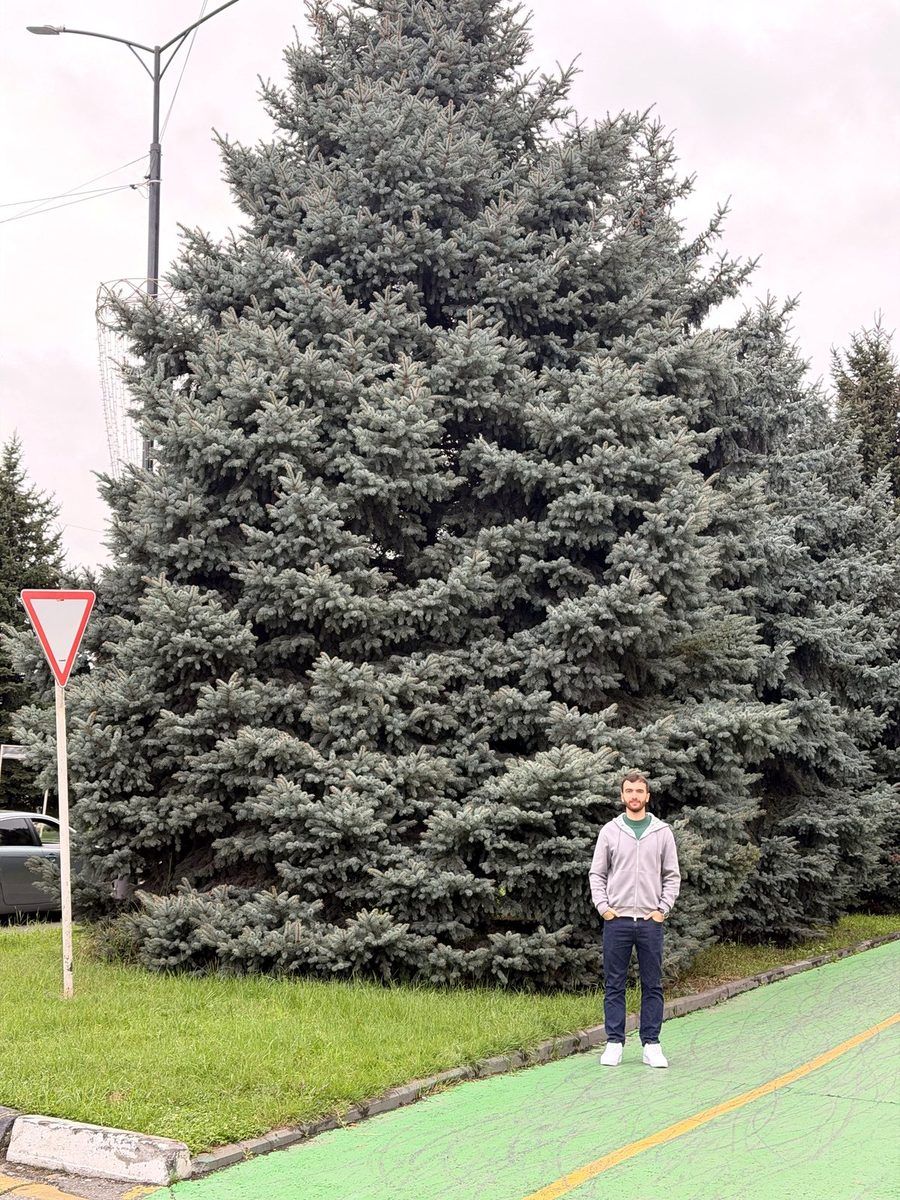 Она же целиком. Вот во что вырастает «ёлочка у крыльца»