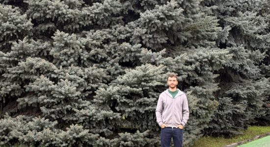 Так выглядит взрослая голубая ель. Человек рядом — для масштаба. А покупают её «ёлочкой» в полтора метра