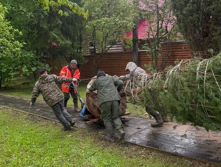 Бригада Кроны везёт сосну 9 метров на тележке по защитному настилу