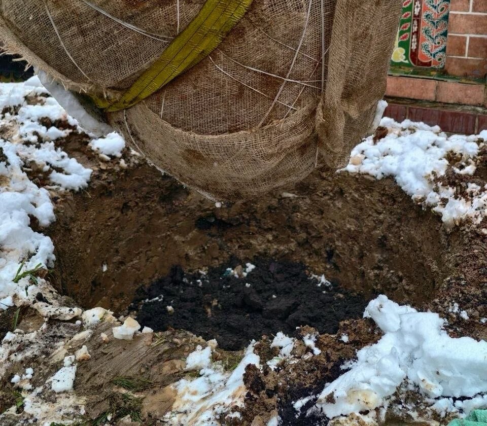 Ком крупномера в мешковине и сетке. Вот за него вы и платите, а не за крону