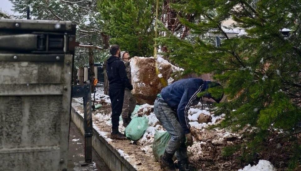 Зимняя посадка крупномера